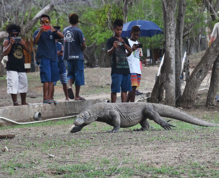 Tarif Masuk Taman Nasional Komodo di harga Rp 3,75 Juta